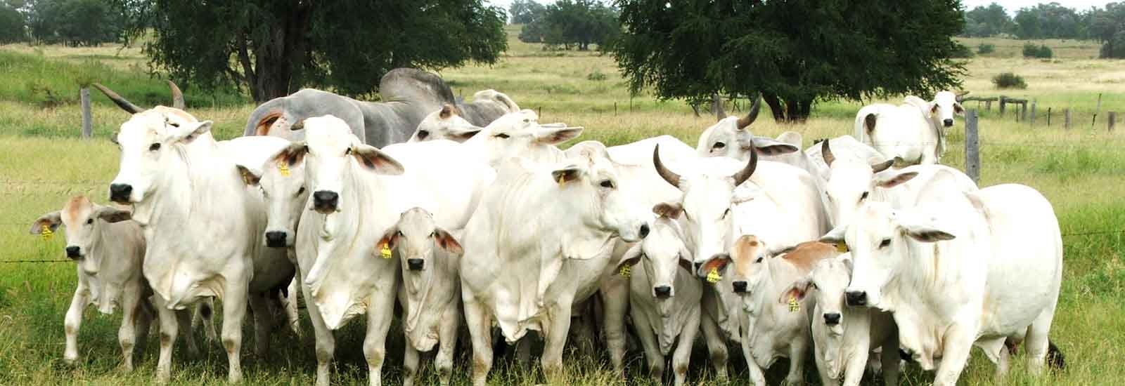 Indian Cows