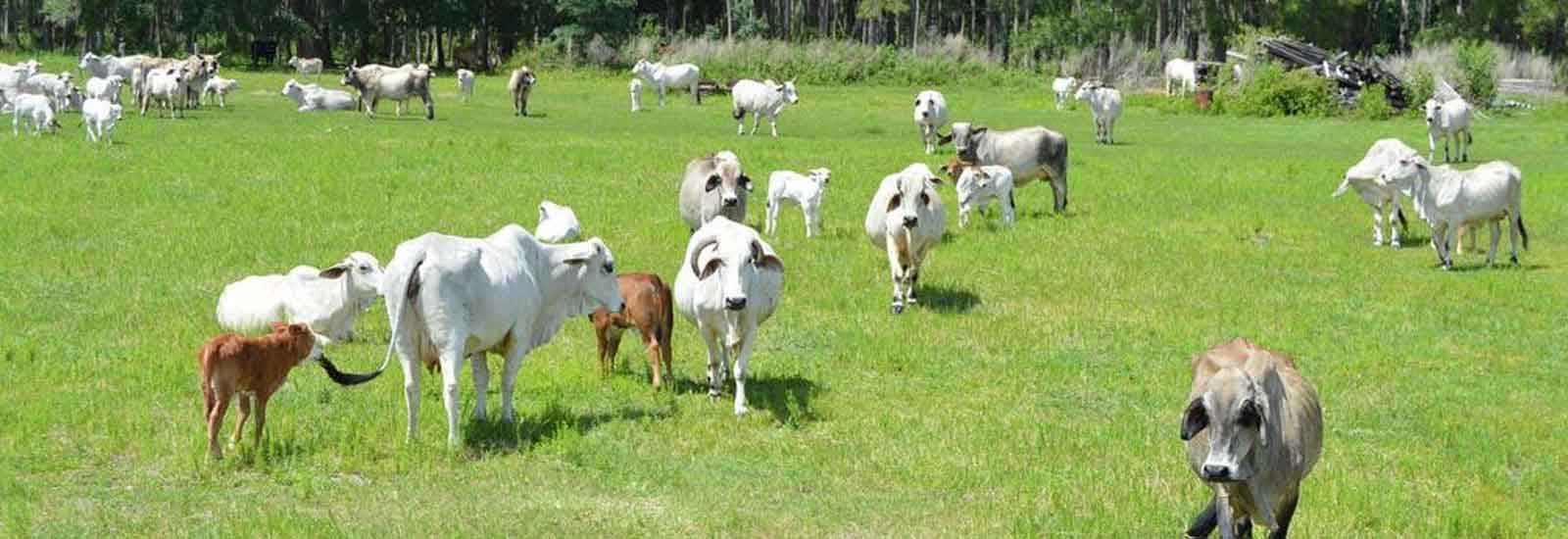 Indian Breed Cow's